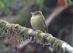 Empidonax flavescens