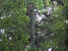 Disocactus aurantiacus