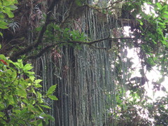 Disocactus aurantiacus