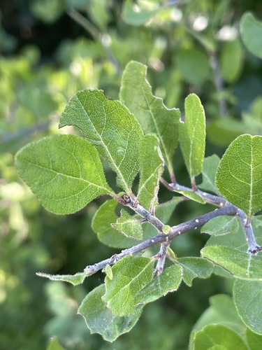 Stretchberry foliage