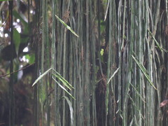 Disocactus aurantiacus