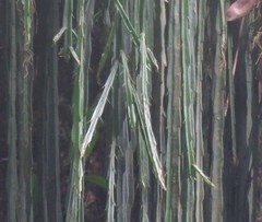 Disocactus aurantiacus