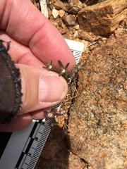 Githopsis diffusa diffusa