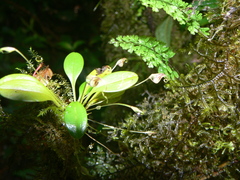 Masdevallia nidifica