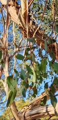 Eucalyptus leucoxylon