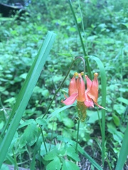 Aquilegia formosa