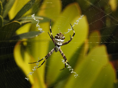 Argiope argentata image