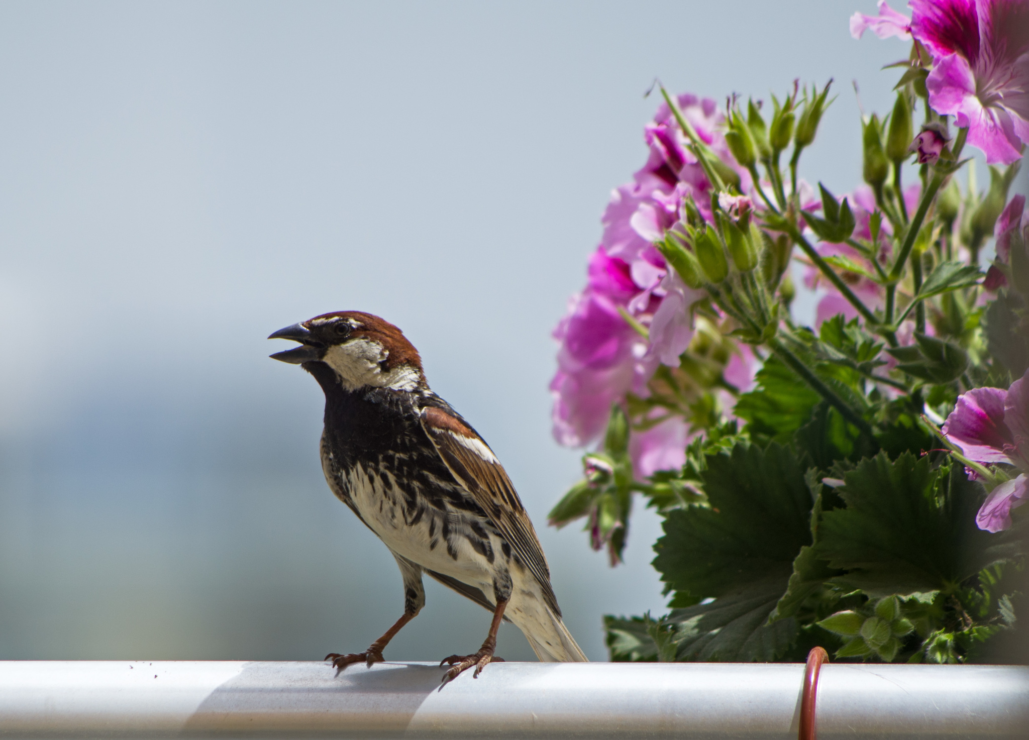 Spanish Sparrow