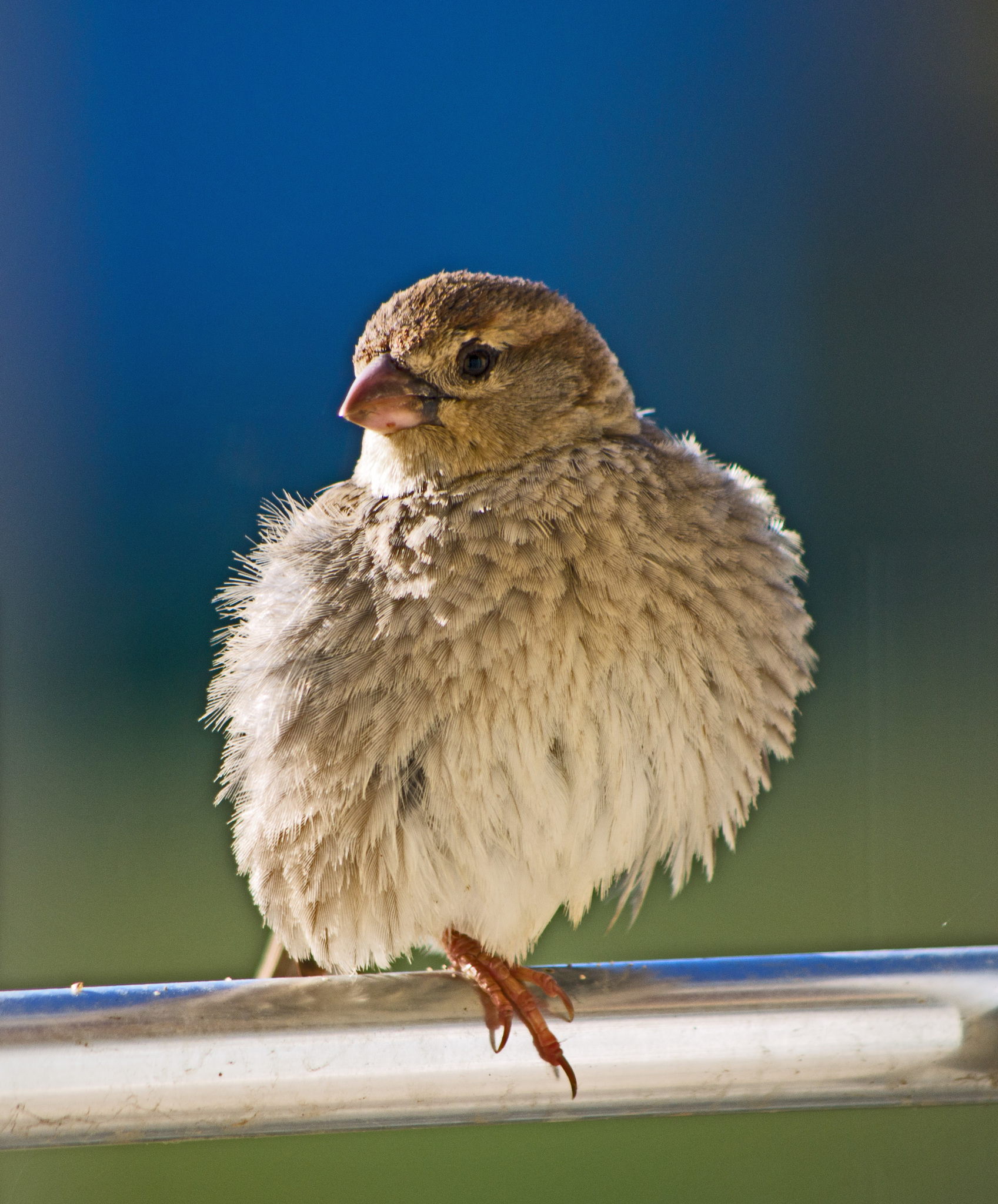 Spanish Sparrow