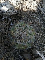 Coryphantha cornifera