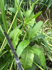 Senecio triangularis
