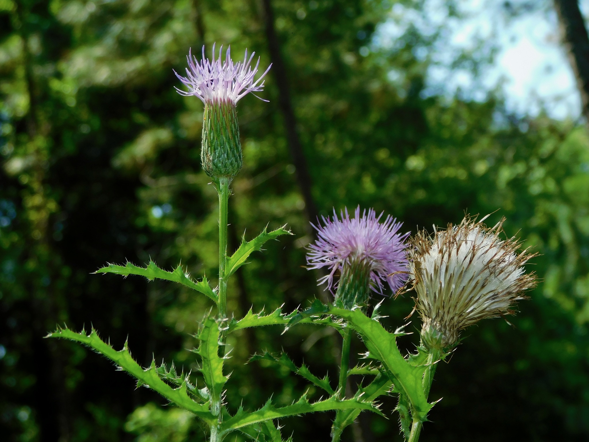 Cirsium repandum