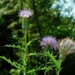 Sandhill Thistle - Photo (c) Michael J. Papay, some rights reserved (CC BY), uploaded by Michael J. Papay