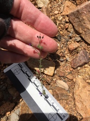 Allophyllum gilioides violaceum