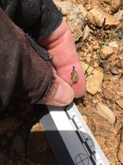 Allophyllum gilioides violaceum