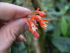 Epidendrum spathatum