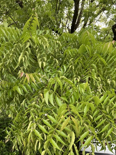 Azadirachta indica - Leaves