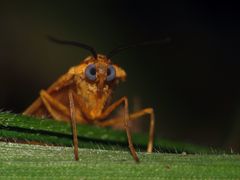 Eubaphe