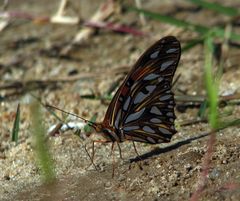 Dione vanillae maculosa