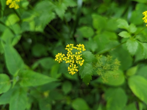 Image of Thaspium barbinode by no rights reserved