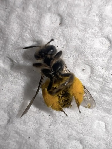 Panurgus corsicus