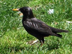 Sturnus unicolor