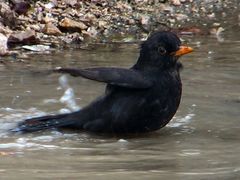 Turdus merula