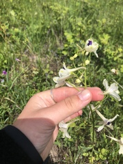 Delphinium pavonaceum