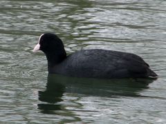 Fulica atra