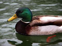 Anas platyrhynchos