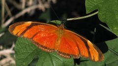 Dryas iulia alcionea