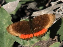 Biblis hyperia nectanabis