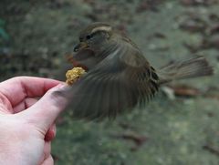 Passer domesticus