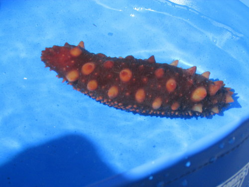 giant California sea cucumber, photo 5 of 10