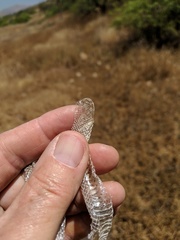 Hypsiglena ochrorhynchus klauberi