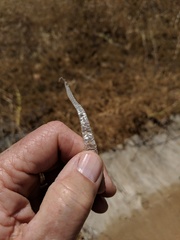 Hypsiglena ochrorhynchus klauberi