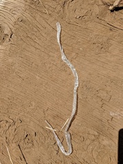 Hypsiglena ochrorhynchus klauberi