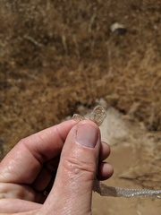Hypsiglena ochrorhynchus klauberi
