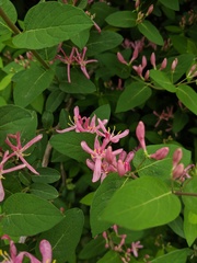 Lonicera × bella
