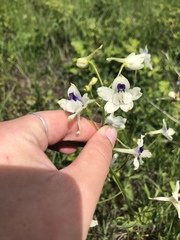 Delphinium pavonaceum