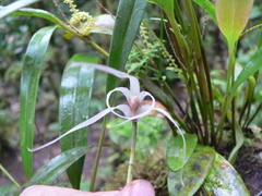 Maxillaria ecuadorensis