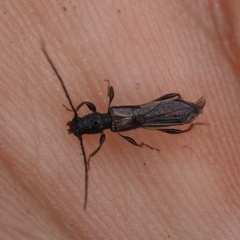 Molorchus umbellatarum