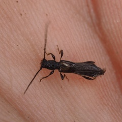 Molorchus umbellatarum