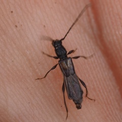 Molorchus umbellatarum