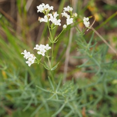 Galium glaucum