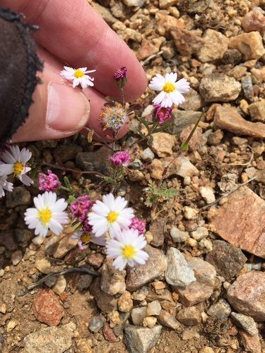 Lemmon's syntrichopappus (Syntrichopappus lemmonii)