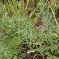 Galium glaucum