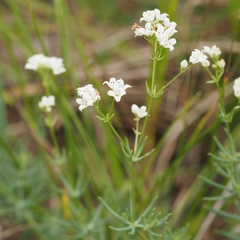 Galium glaucum
