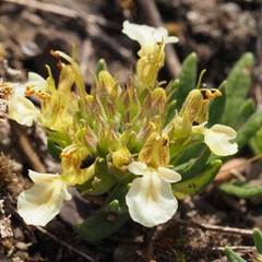 Teucrium montanum