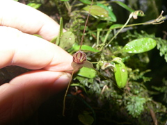 Masdevallia nidifica